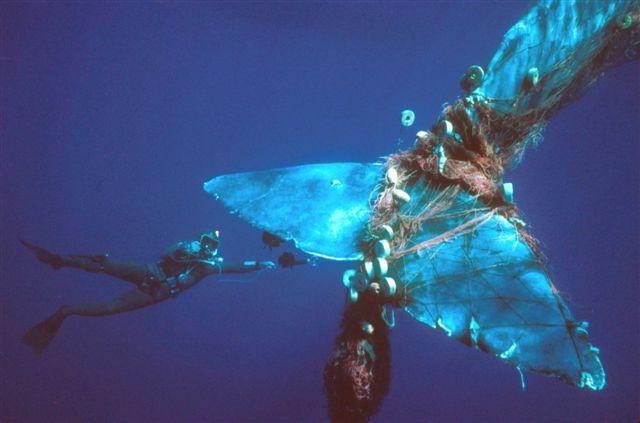Commercial fishing nets tangled in the tail of a whale Unfortunately,