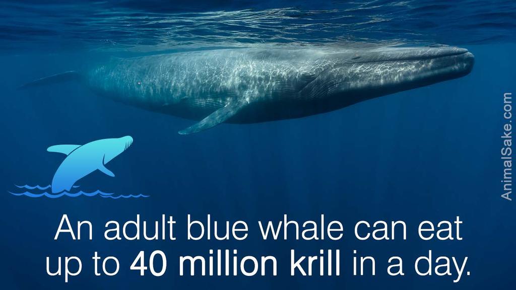 As whales feed, microplastics are mistaken for krill.