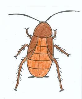 Adult female cockroaches do not lay individual eggs. Instead, they make small, bean-shaped egg capsules called ootheca. Ootheca are different colors, depending on the species of cockroach.