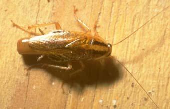 There may be many types of cockroaches, but only four are big pests in homes and other buildings in Texas! The other cockroach species live outdoors or do not live in Texas.
