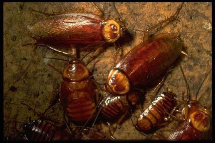American Cockroaches: American cockroaches are actually native to Africa. They have spread all over the United States and are common in Texas. Some people call them waterbugs.