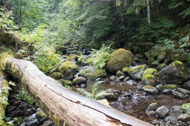 Mack Creek, a healthy stream located within the old growth forests in Oregon. It has a diversity of habitats because of various rocks and logs.