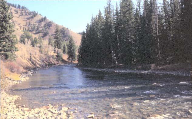 Greys River Field studies in 1992 October 1993 Priority Date