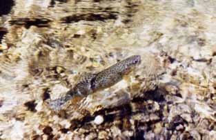 summer Cutthroat Trout, Brook Trout,