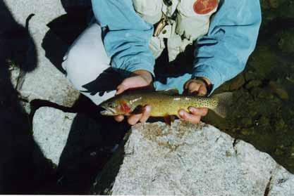 Dubois Cody Powell Meeteetse 8 Upper Greybull River Segments 2003 and 2004 priority dates Not