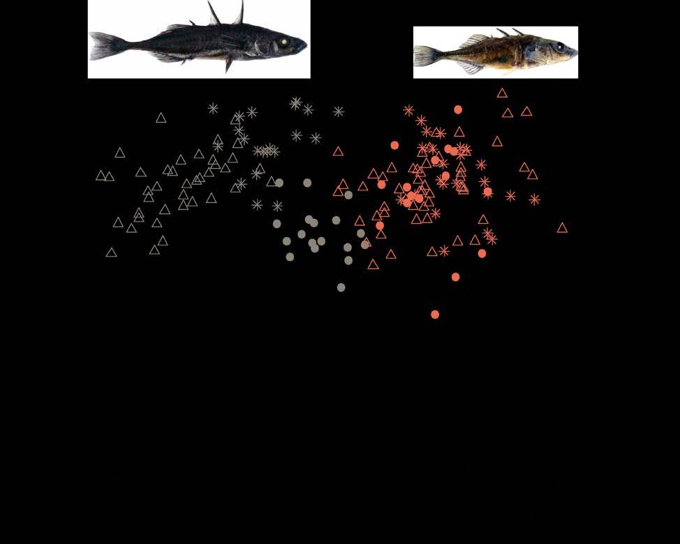 The Giant Threespine Stickleback is almost twice the SL of its typical parapatric stream counterparts (Table 1, Figure 2), and significantly longer than the mean (SL 58 mm) for Threespine Stickleback