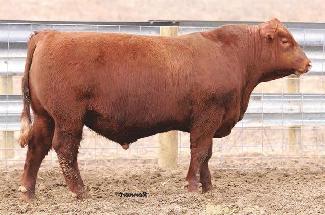 00 3% 6% 1% 3% 54% 45% 19% 28% 5% 1% 21% 23% 17% 64% 16% 60% 6408 is a very well balanced, thick and attractive Independence son. He has herd bull potential in a calving ease package.