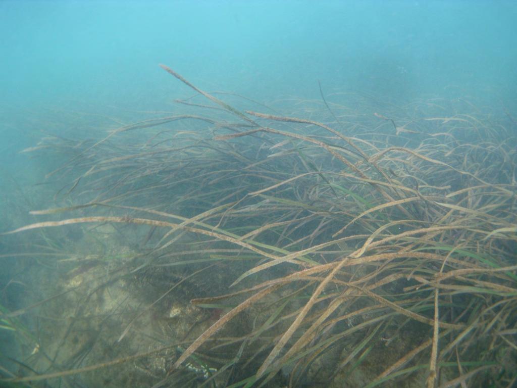 Eelgrass (amamo) provides habitats of shrimps.