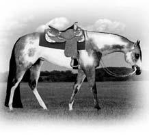 His foals also include multiple top tens at the Southern Belle, Quarter Horse Congress, Paint Congress. Lauren & Jim Dettmer 260.358.8831 1775 Stults Road Huntington IN 46750 dettmersrisingsun.
