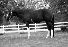 SSA LOT NO. 61 Sorrel REQUIRED INVITATION Sire: Invitation Only Dam: Sonny Hawkette Great young stallion with lots of high leg white & belly spot-great cross on paint mares. Top of the line pedigree.
