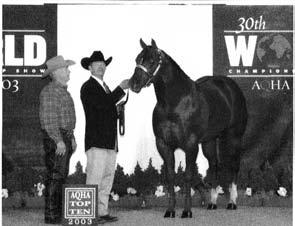 SSA LOT NO. 64 Sorrel IM OBVIOUSLY EASY 3755647 Sire: Unopposed Dam: Easy Goes 2003 & 2004 Top 10 World Show Open Aged Stallions.