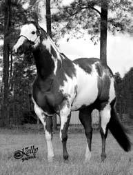 SSA LOT NO. 76 Chestnut Overo ALL STAR KID APHA 716191 Sire: All Star Clue Dam: Classys First Verse Superior Halter Horse that is a multi World Champion Sire. Hypp NN.