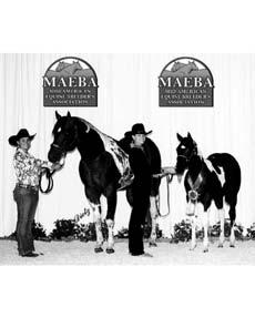 SSA LOT NO. 94 Bay Overo FLEETING CONCLUSION APHA 496335 Sire: Rocky Conclusion Dam: Fleet Te Producer of over 800 plus Halter and Performance points winner s.