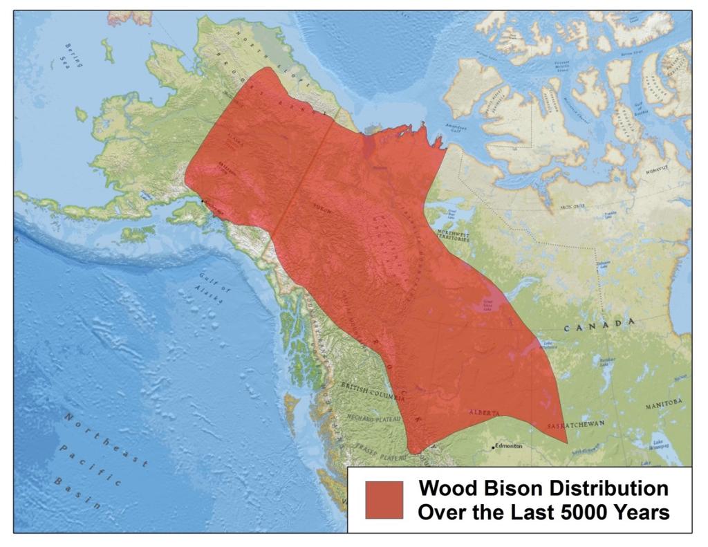 HISTORY OF WOOD BISON IN THE NWT There is a very long history of bison in what is now the NWT.