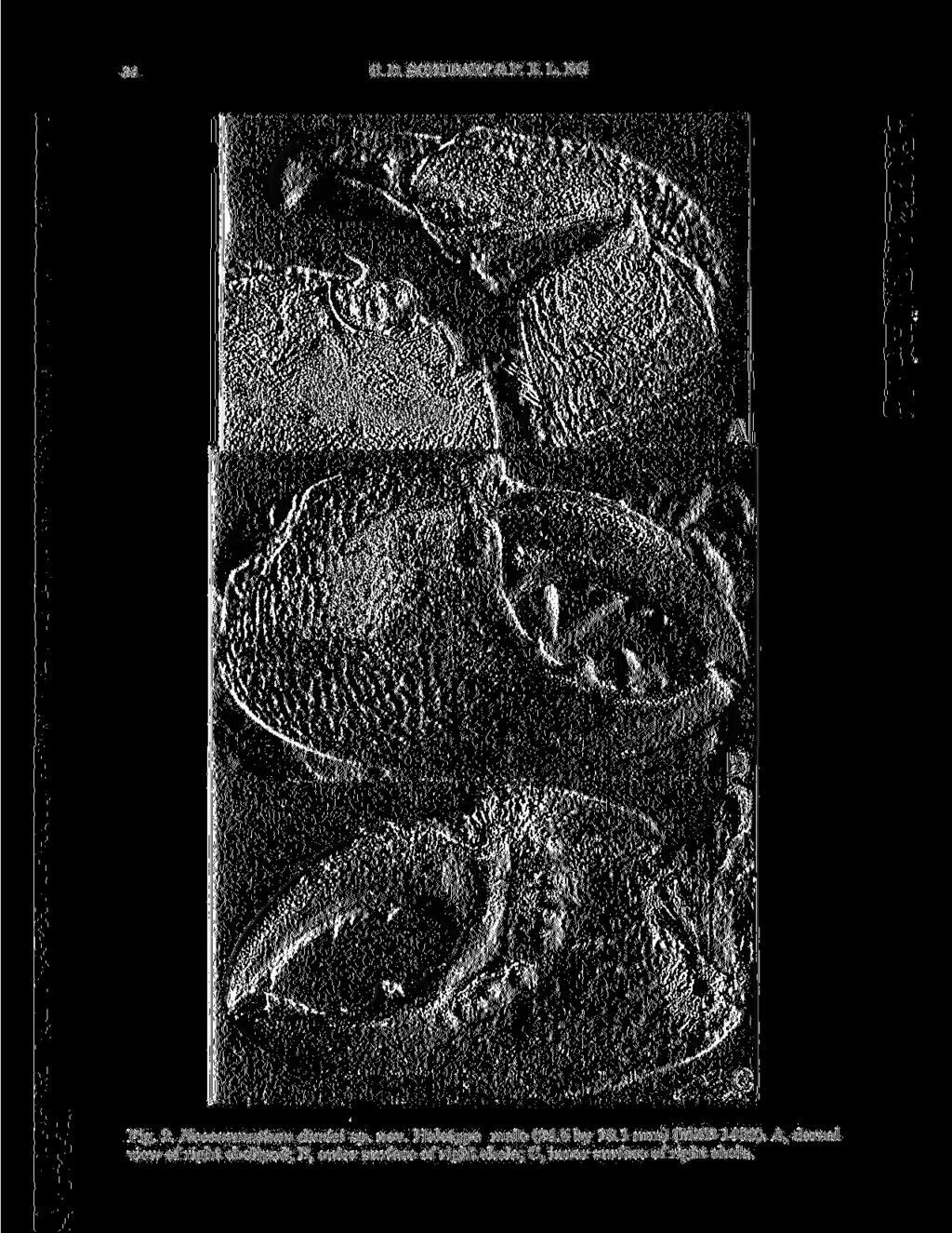 34 C. D. SCHUBART & P. K. L. NG Fig. 2. Neosarmatium daviei sp. nov. Holotype male (24.5 by 19.