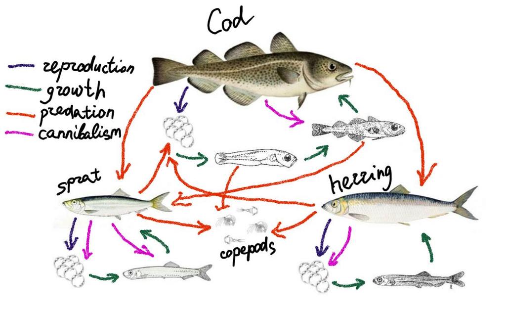 can predate on their own eggs and larvae. Herring may also predate on sprat larvae and eggs. Figure 8. Schematic view of the interactions between herring, sprat and cod in the Baltic Sea.