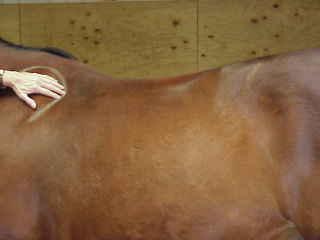 ! To locate the correct place for your saddle, find the edge of the shoulder blade and push the front edge of the saddle just behind that point.