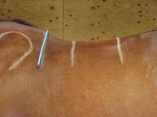 ! Stand your horse square, on level ground. Place the "curve" just behind the shoulder blade and carefully mold it to your horses wither shape.