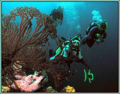 Dive sites Worldwide: Papua, New Guines, Egyption Red Sea, Galapagos Islands, Equador,