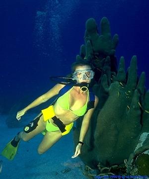 Statistics 8.5 million certified SCUBA divers in the U.S., and 14.5 to 15.