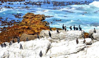 Penguins and cormorants share