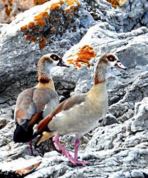 Figure 25 Egyptian geese...a lovely couple.