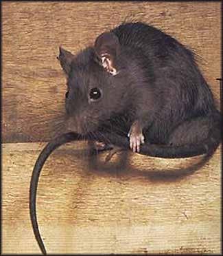 Rat & Mouse Facts Norway rat droppings are blunt compared to mouse droppings, which