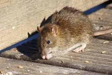 Rat burrows are usually 8-18 below the surface of the ground.