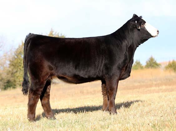 She is a modern beauty that is backed by time tested genetics. sfi miss obsession w78n Dam of Lot 13 14 SFI MISS FACINATION 2858170 1/23/14 Open PB Simmental Tattoo:B85T SVF STEEL FORCE S701 CE 4.