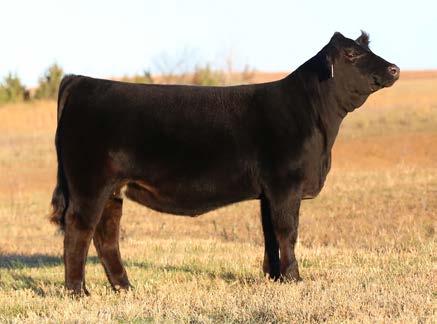 He is a calving ease sire that consistently stamps his progeny with a perfect front end and a hip and hind leg structure that can not be matched by many bulls in this breed.