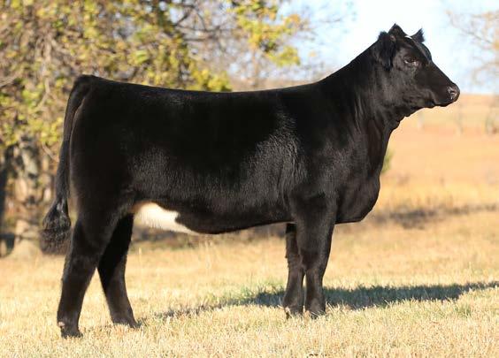 Kyndal Reitzenstein of Colorado purchased her full sister last year out of this sale and she has successfully campaigned her as one of the most popular simm-solution heifers of 2014.
