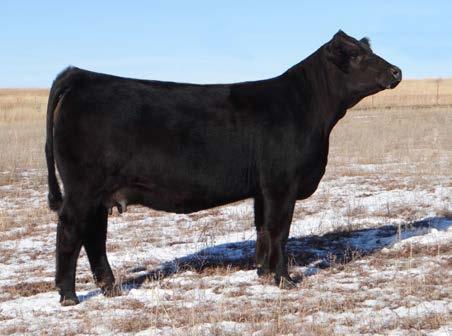 Her purple ribbons will be won in the pasture and is destined to be a neat breeding piece.