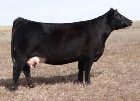 seedstock, regardless the sire. Jered Shipman recommended the Ol Steel bull and we really like the kind of cattle he is producing.