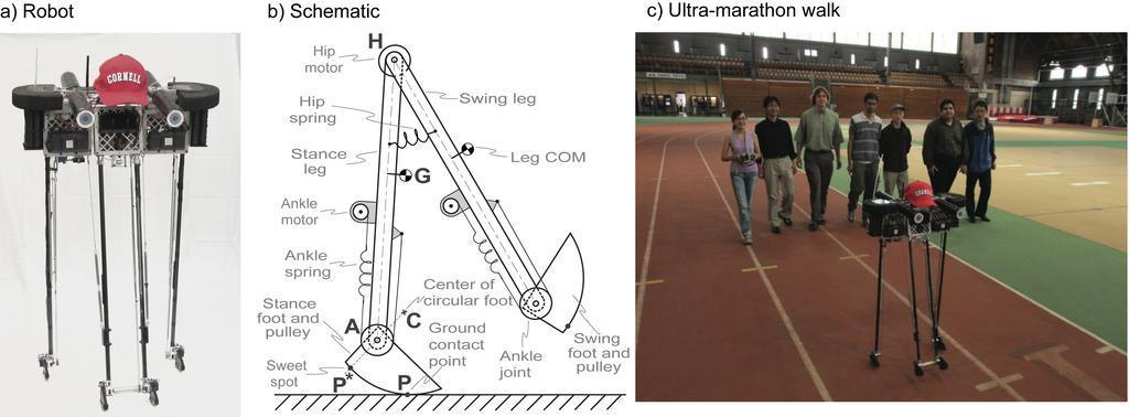 Figure 2: (a) Cornell Ranger. (b) 2D model used for energy-optimal control (c) Ranger during its ultra-marathon walk. On May 2, 2011, Ranger walked 40.5 miles non-stop on a single battery charge [2].