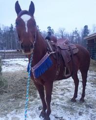 LOT 9 ANNIE Consignor: Scoffield, Lisa APPALOOSA PONY - MARE 13hh - 13 Year Old Appaloosa Pony Mare. No vices... excellent health...no issues with other horses.