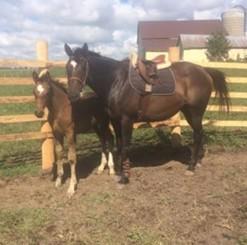 LOT 10 LADY VIENNA Consignor: Murray, Jon & Maxene DUTCH WARMBLOOD / TB X - MARE 7 Year Old 16.2hh Crossbred Mare with lovely movement and solid potential.