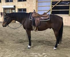 LOT 24 Consignor: Frank, Brittany NO PASSING POLICY (Todd) REG. QUARTER HORSE - GELDING Todd is a 2001 registered bay quarter horse gelding.