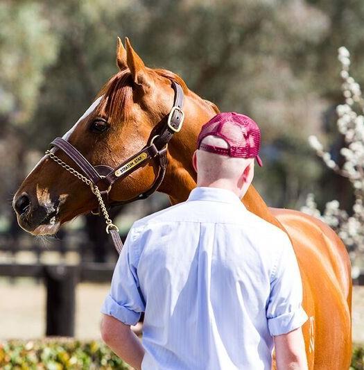 Speed, longevity and courage - traits that often summed up Stratum Star as a racehorse and he's expected to have a great influence at stud given these qualities.