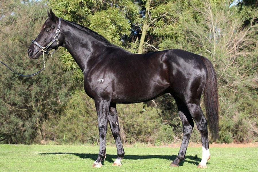 Win a Dandino of your own! Darren has been awarded a free nomination to the high class stayer Dandino.