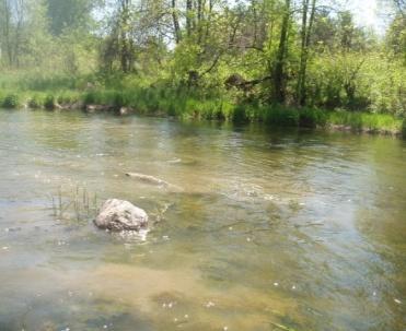 Maximum and minimum Levels of Dissolved Oxygen, Conductivity and ph in Stevens Creek during 2011 surveys Water Chemistry During surveys, a YSI probe was used to collect values on dissolved oxygen,