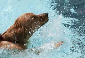 Dog Swims