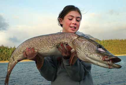6 7 Northern Pike are definitely here and in impressive numbers and size.