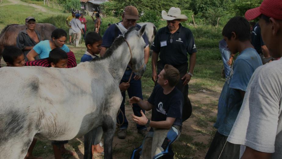 Helping these horses We help improve welfare and health through education - sharing skills and expertise with
