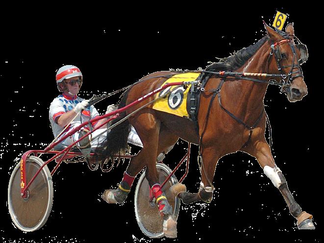 Equipped for Racing 1 2 Every piece of equipment used on a Standardbred has been selected specifically for that horse s individual needs.