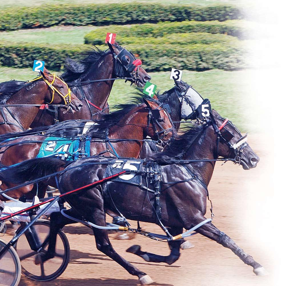 to the racetrack and watching harness racing is the ideal recreational activity.