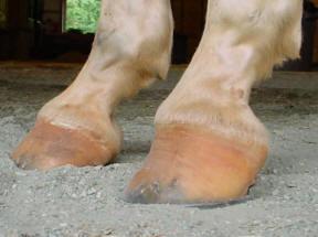 Most farriers exasperate the problem by trying to match the feet by allowing the club foot to flare.