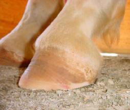 People tend to allow or even encourage the club foot to flare so that the overall hoof angle matches the "good side". It looks better that way to most farriers and owners.