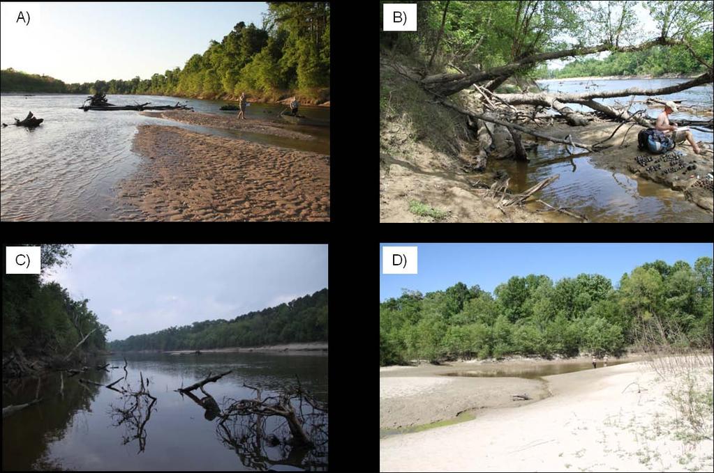 FIGURE 2. Pictures of habitats where living mussels were collected: A) point sandbars, B) littoral areas, C) woody debris and D) backwater areas/pools.