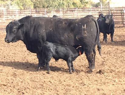Heifers praying for No More rain or snow Will Ultrasounding the Bulls 36 DPR 9320 Solution 908 Bull Calved 3-18-18 9/16 BF 7/16 AN DPR Miss Classy (BK90) /cows DPR Classy 5250 DPR Miss Choice (314)