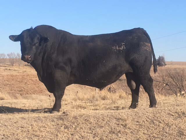 The amount of depth of rib he sires in his progeny will give you some easy fleshing cattle in your operation!! H DPR Mr.